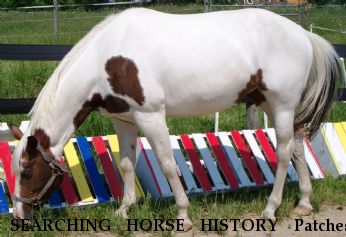 SEARCHING HORSE HISTORY Patches, Near New Haven , MI, 48048